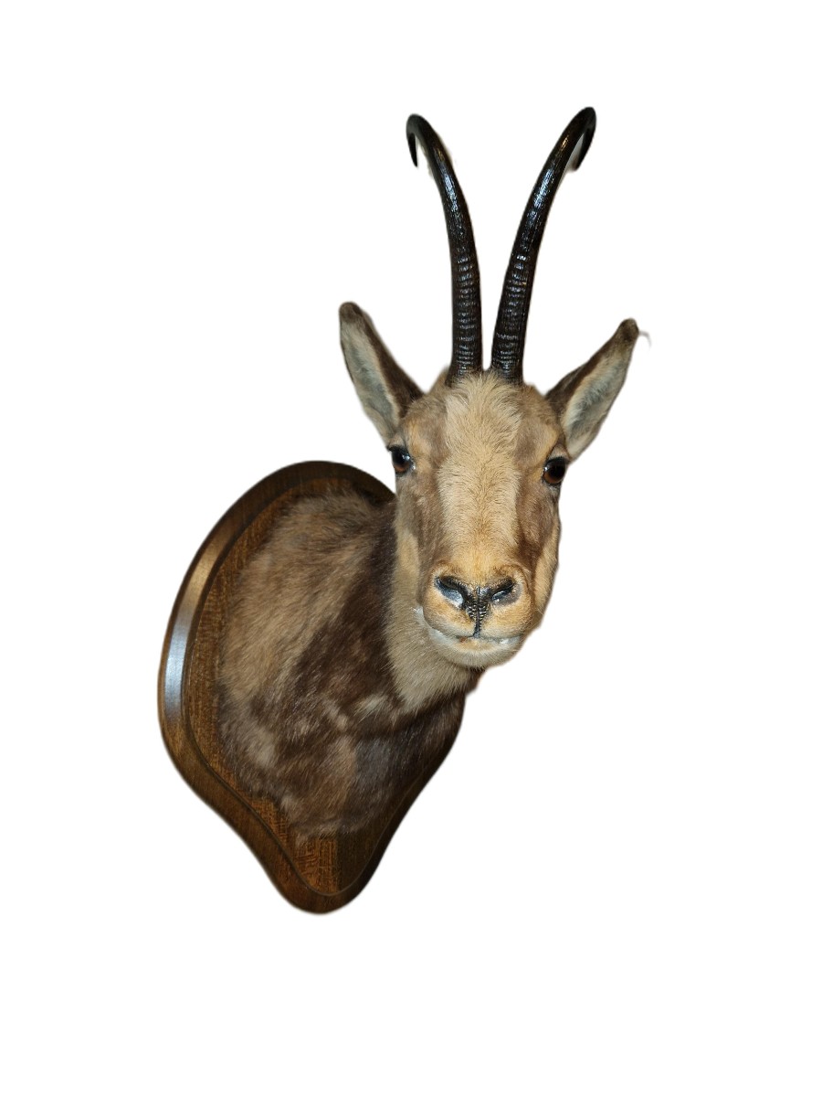Trophée De Chasse - Tête D'Isard