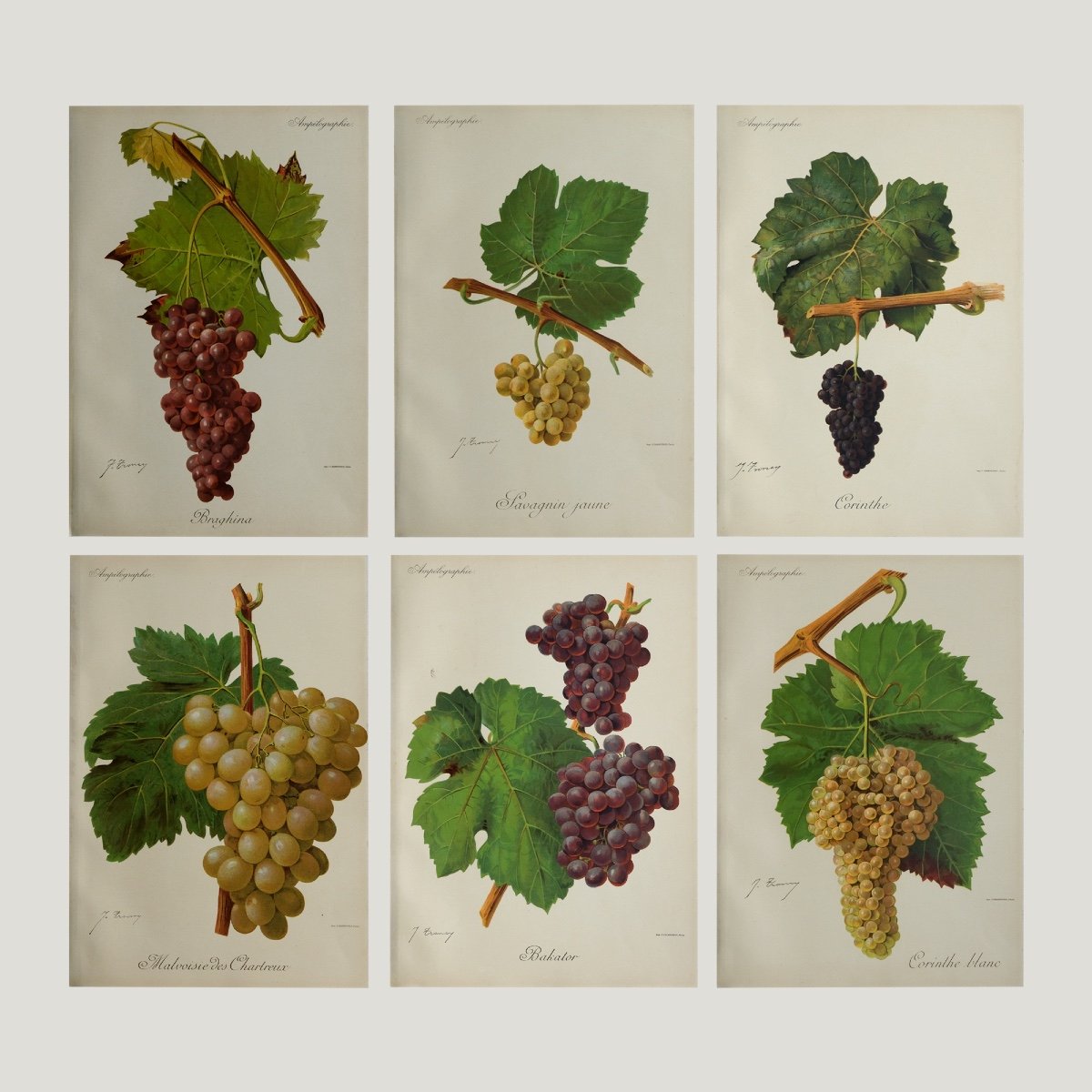 20 Grape Variety Engravings 1901-1910-photo-2