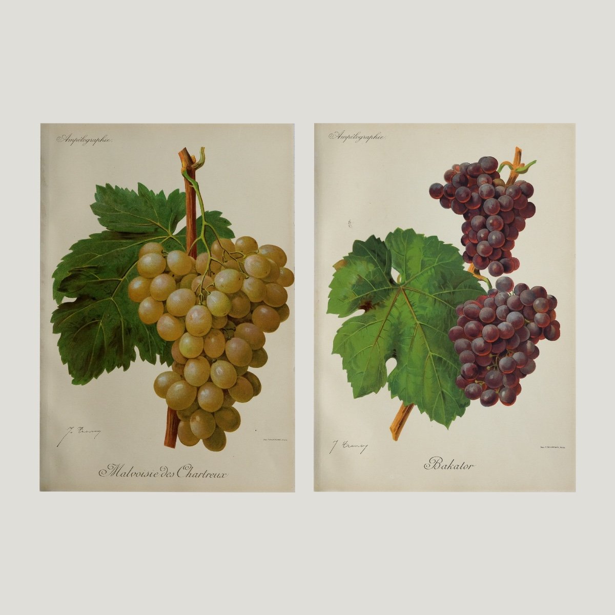 20 Grape Variety Engravings 1901-1910-photo-4