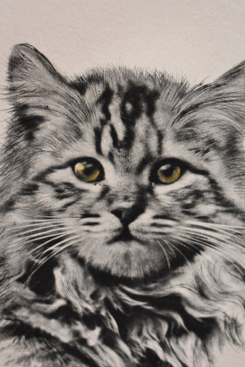 Portrait De Chat, Etching, Aquatint Signed, Engraving, 20th Century-photo-3