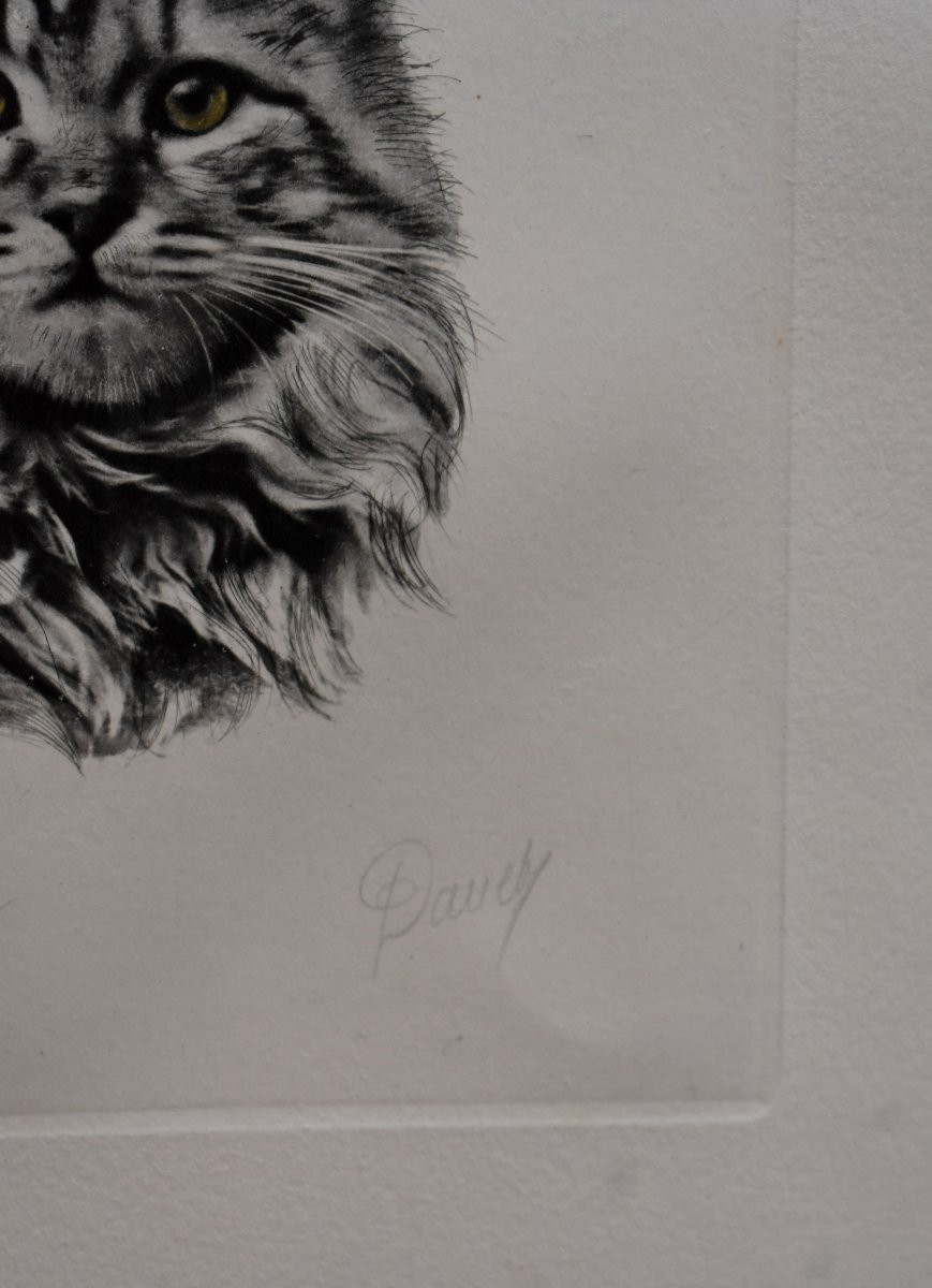 Portrait De Chat, Etching, Aquatint Signed, Engraving, 20th Century-photo-2