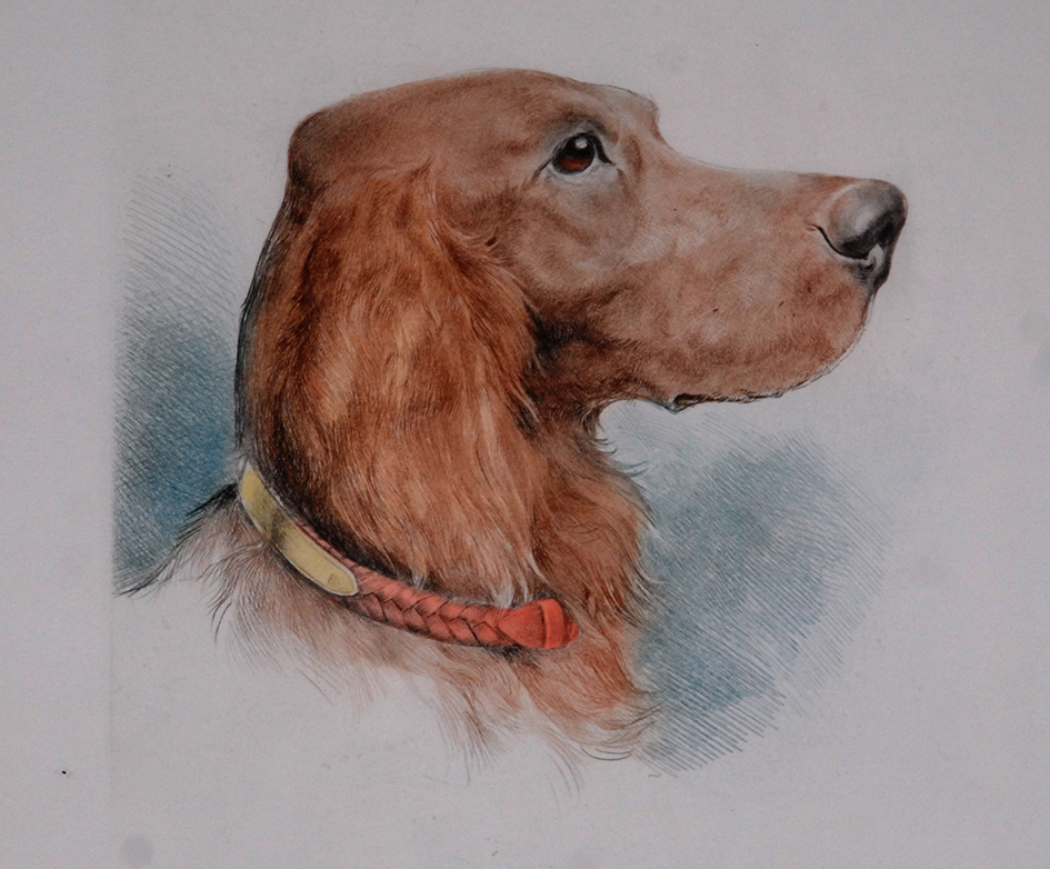 Lithographie Originale, Cynégétique, Chien De Chasse, Setter Irlandais, XX Eme