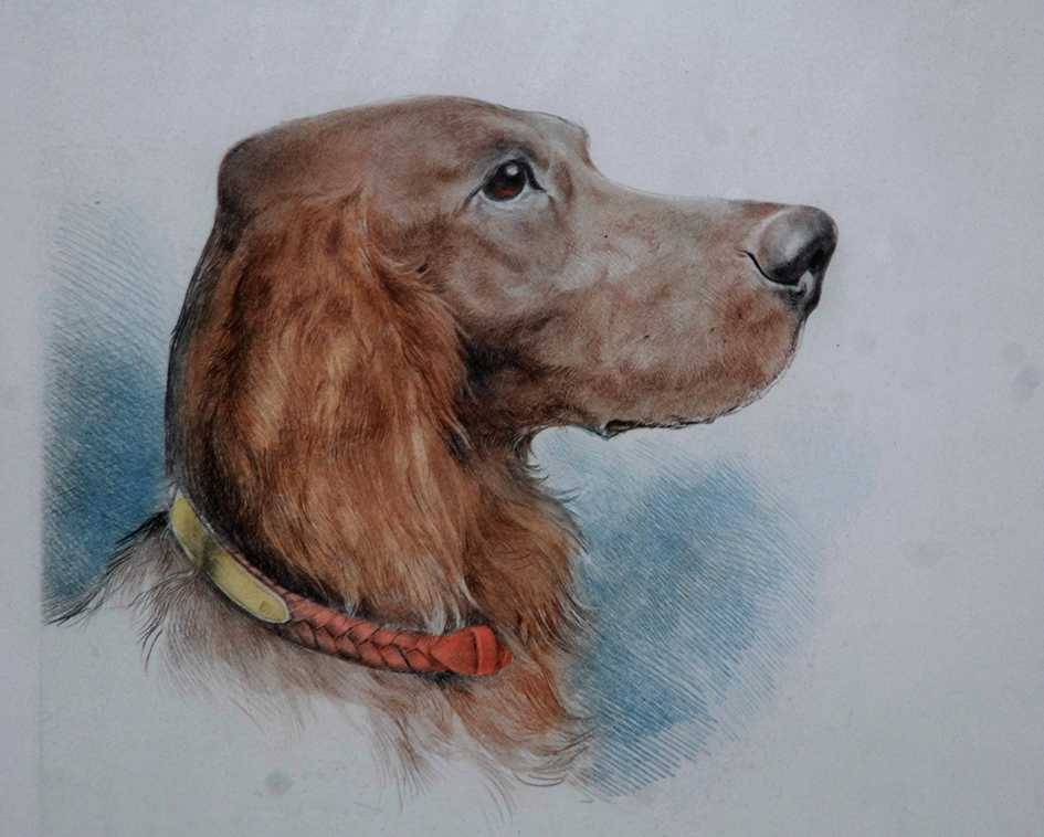 Lithographie Originale, Cynégétique, Chien De Chasse, Setter Irlandais, XX Eme-photo-3