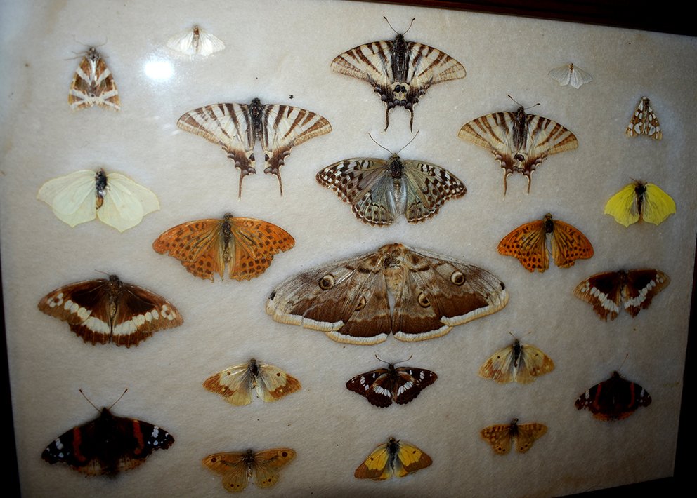 Boîtes De Papillons Naturalisés, Entomologie, Fin XIX ème-photo-3