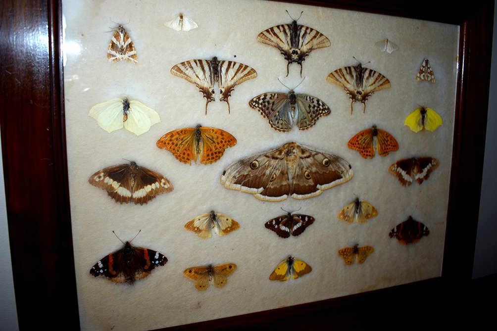 Boîtes De Papillons Naturalisés, Entomologie, Fin XIX ème-photo-1