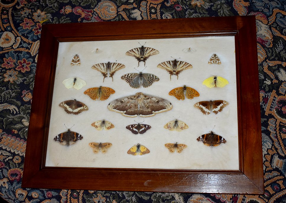 Boîtes De Papillons Naturalisés, Entomologie, Fin XIX ème-photo-3