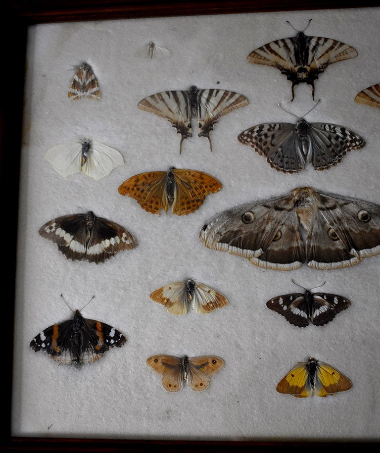 Boîtes De Papillons Naturalisés, Entomologie, Fin XIX ème-photo-6