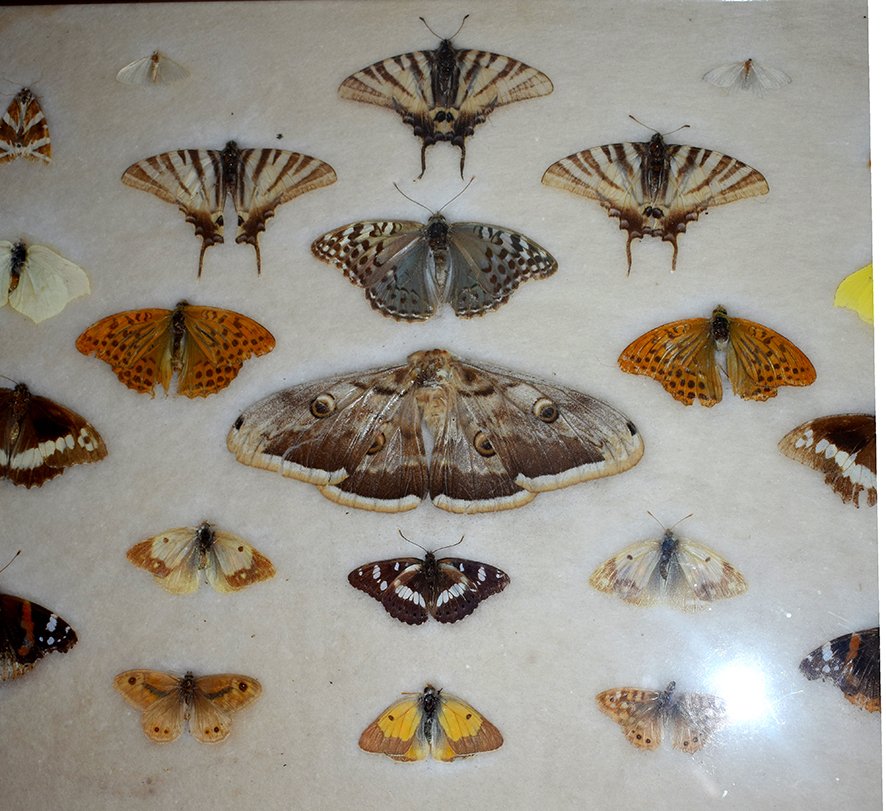 Boîtes De Papillons Naturalisés, Entomologie, Fin XIX ème-photo-7