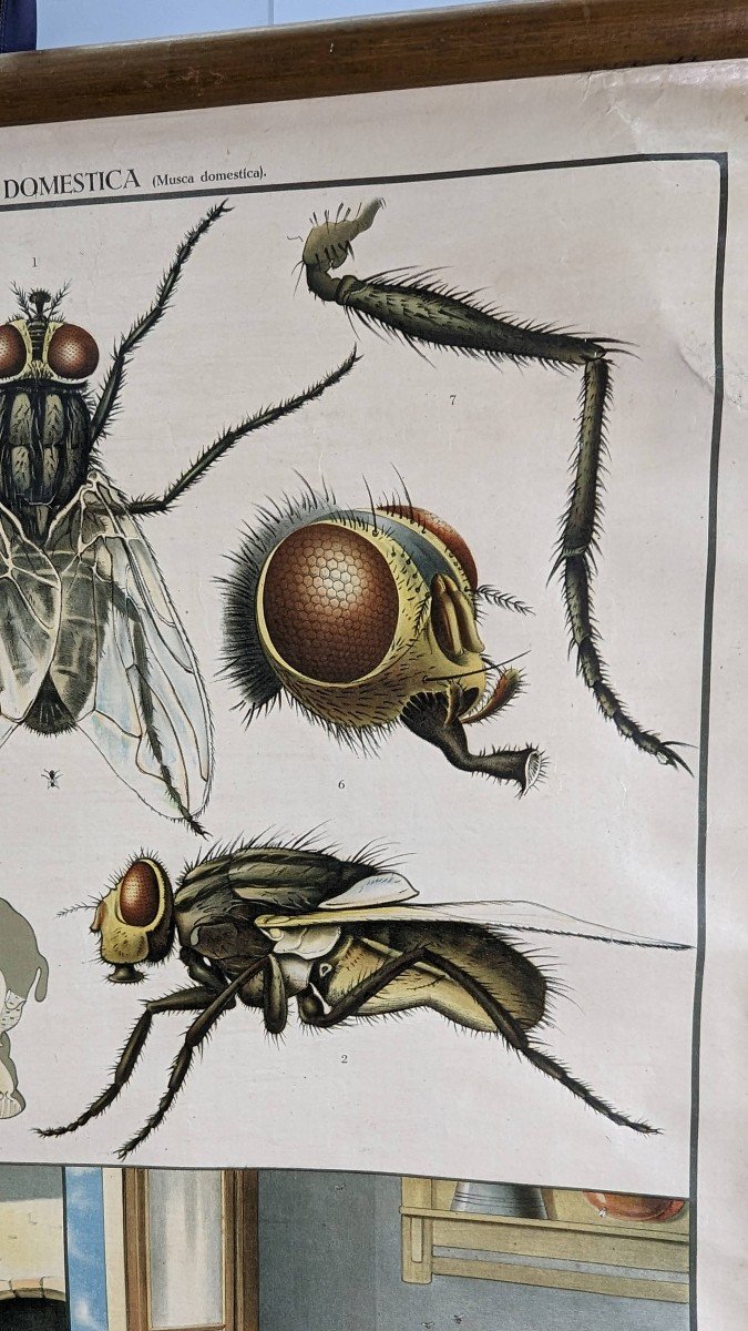 Affiche Entomologique Ancienne Chromolithographie -photo-4