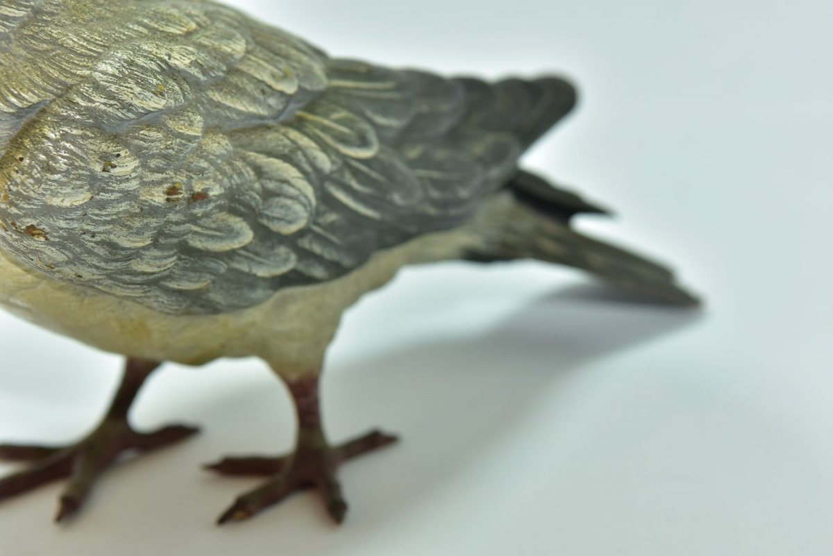 Pigeon Biset Bronze De Vienne taille réelle Geschultz époque XIXème-photo-5