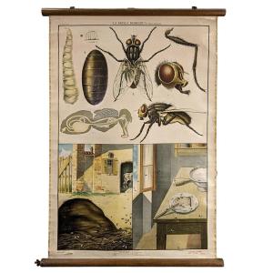 Affiche Entomologique Ancienne Chromolithographie 