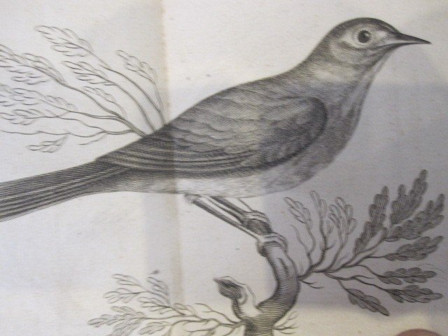 Traité Du Rossignol Franc, Ou Chanteur. Paris 1751-photo-4