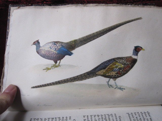 Rustic House Agriculture And Rural Economy. Paris 1818 2 Volumes ​-photo-1