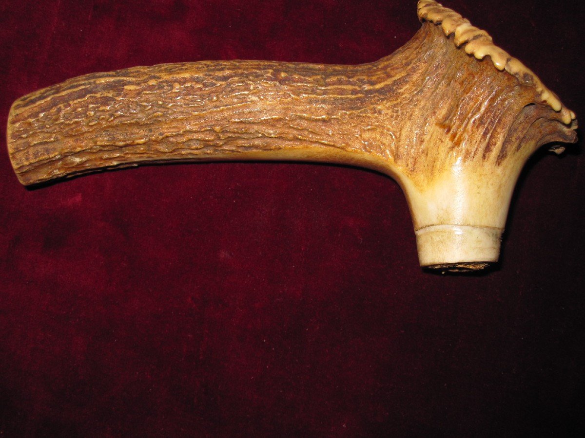 Beautifully Carved Stag Antler Cane Handle. With A Stalking Dog Scene-photo-4