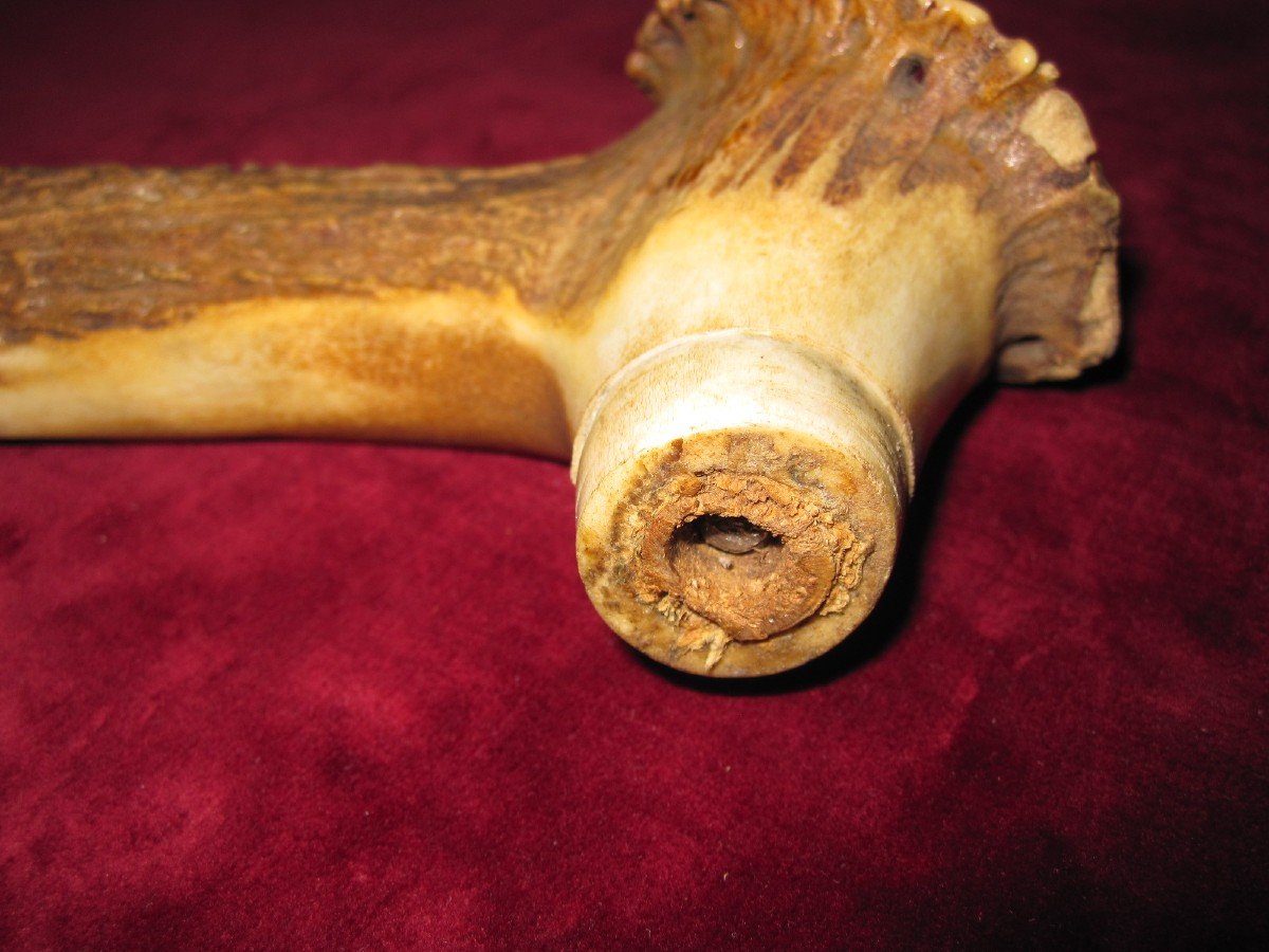 Beautifully Carved Stag Antler Cane Handle. With A Stalking Dog Scene-photo-6