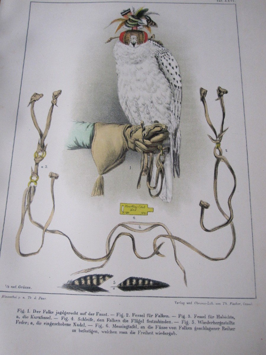 Riesenthal: European Birds Of Prey. 1894. Large Book With 60 Beautiful Chromolithographs-photo-4