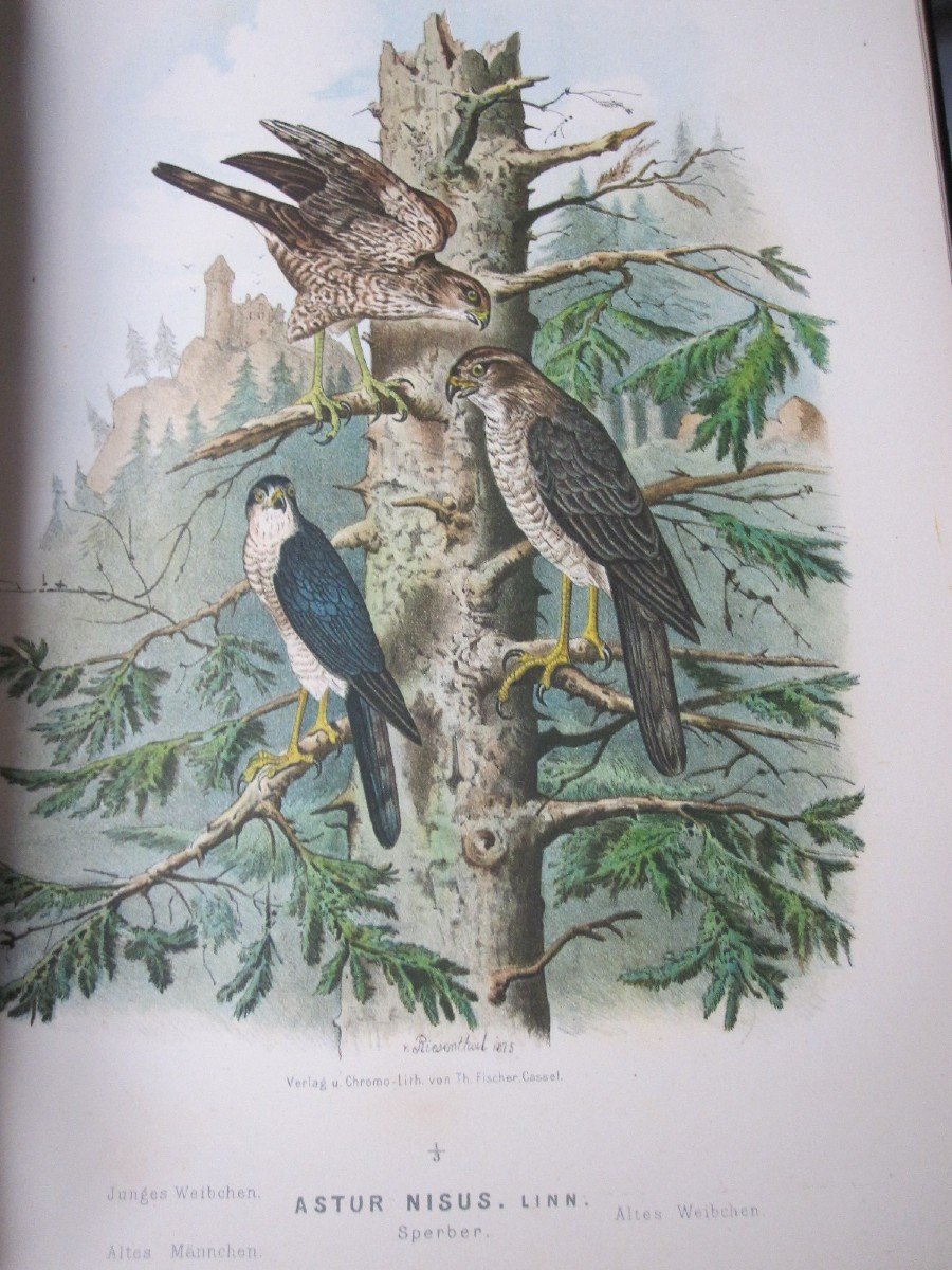 Riesenthal: European Birds Of Prey. 1894. Large Book With 60 Beautiful Chromolithographs-photo-3