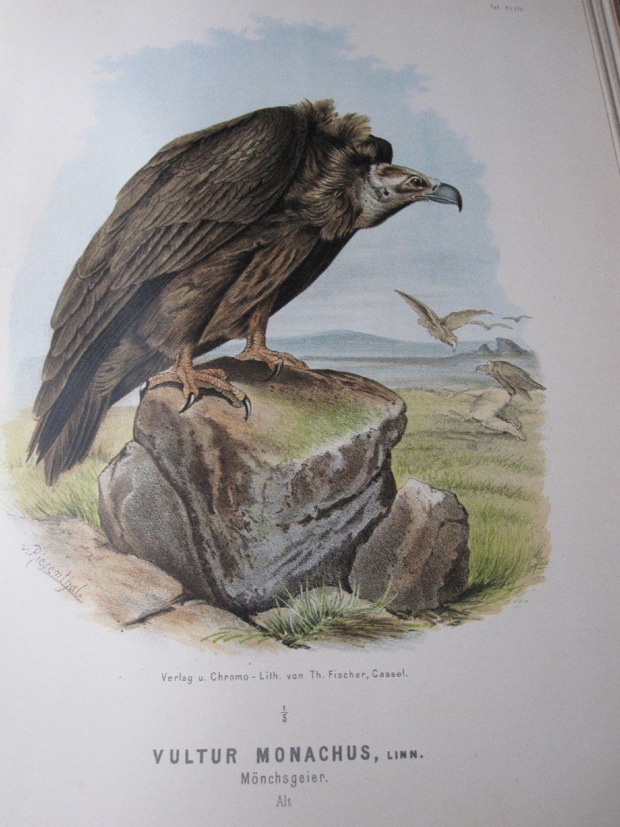 Riesenthal: European Birds Of Prey. 1894. Large Book With 60 Beautiful Chromolithographs-photo-4