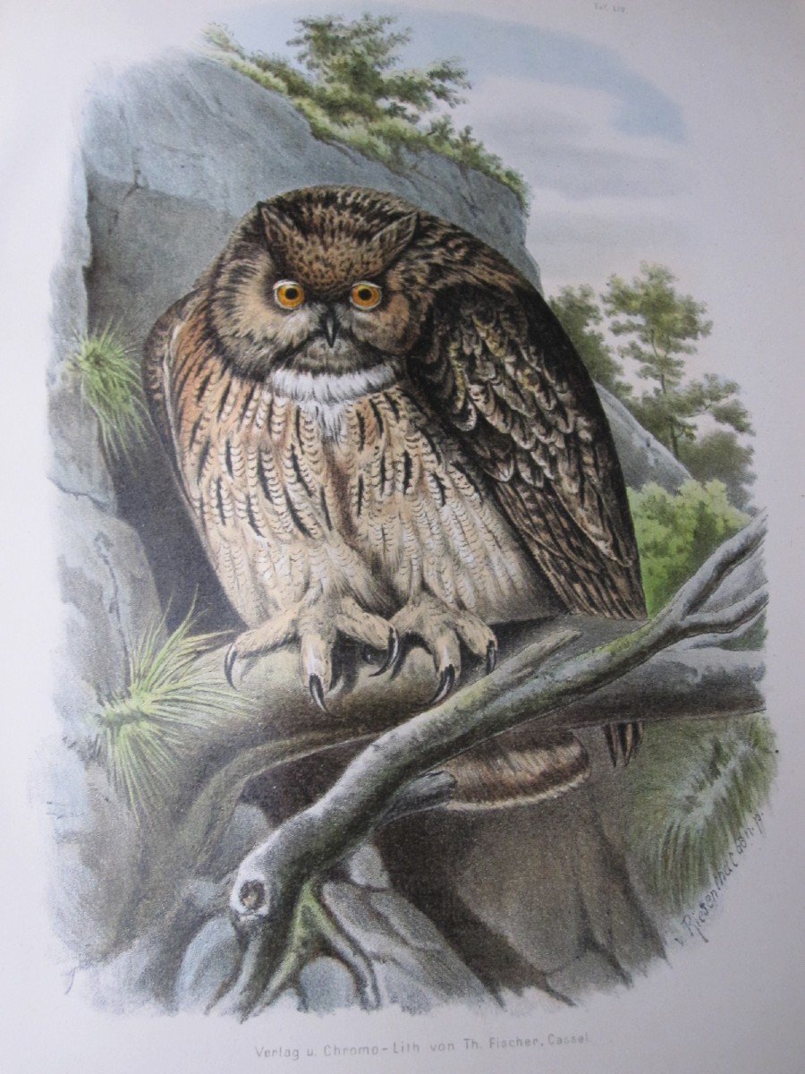 Riesenthal : Oiseaux De Proie d'Europe. 1894. Grand Livre Avec 60 Belles Chromolithographies-photo-5