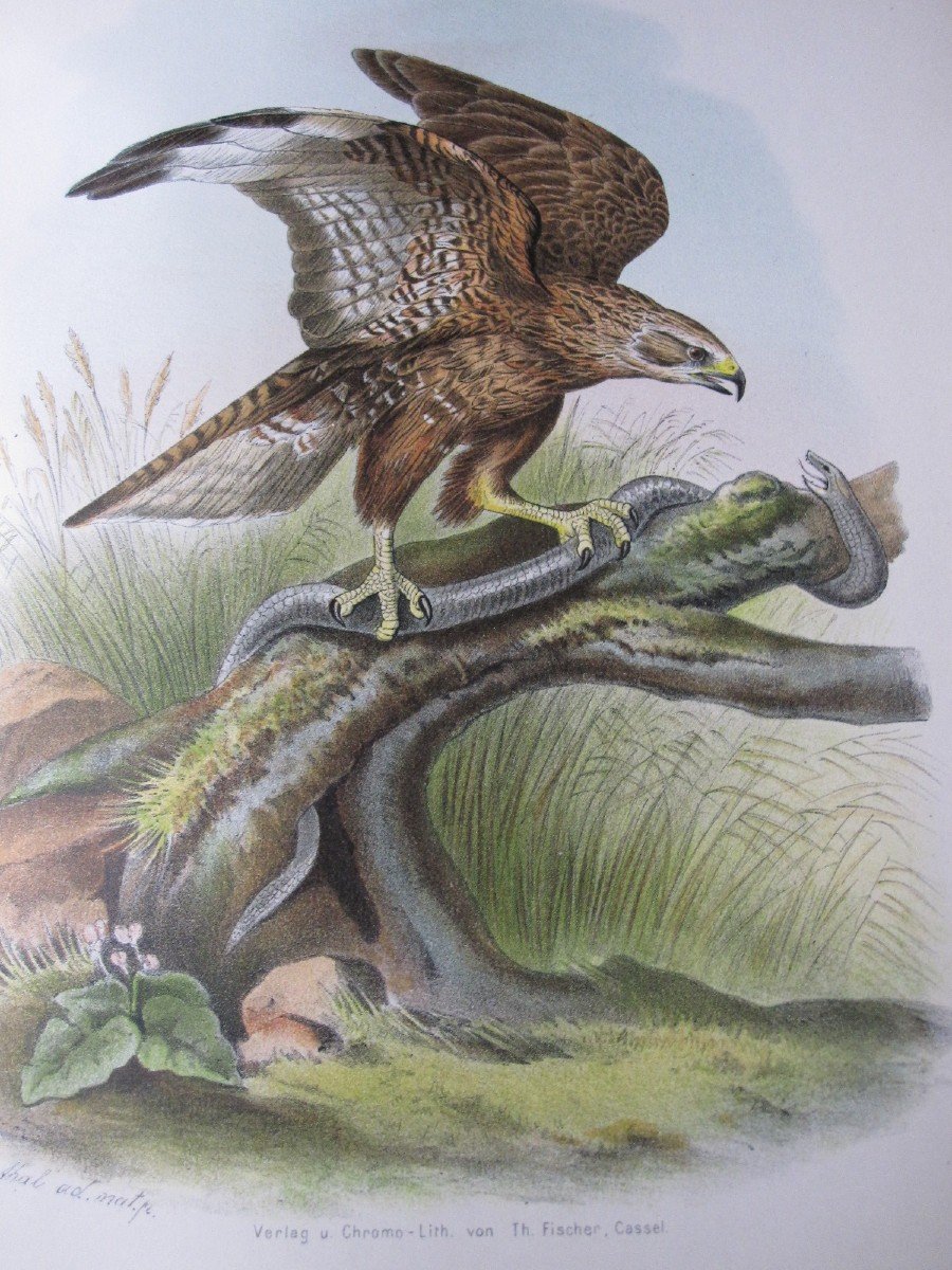 Riesenthal: European Birds Of Prey. 1894. Large Book With 60 Beautiful Chromolithographs-photo-7