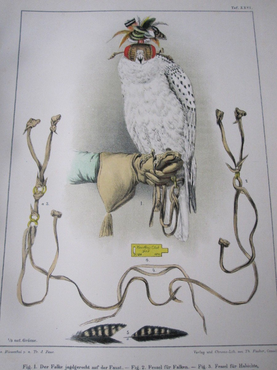 Riesenthal : Oiseaux De Proie d'Europe. 1894. Grand Livre Avec 60 Belles Chromolithographies