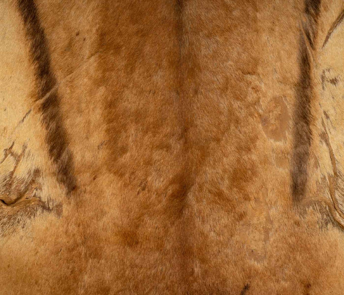 Animal Skin, Old, For Wall Decoration-photo-3