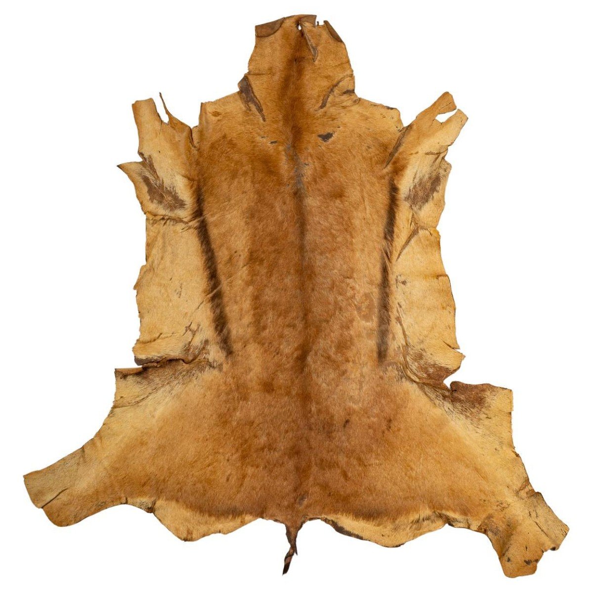 Animal Skin, Old, For Wall Decoration