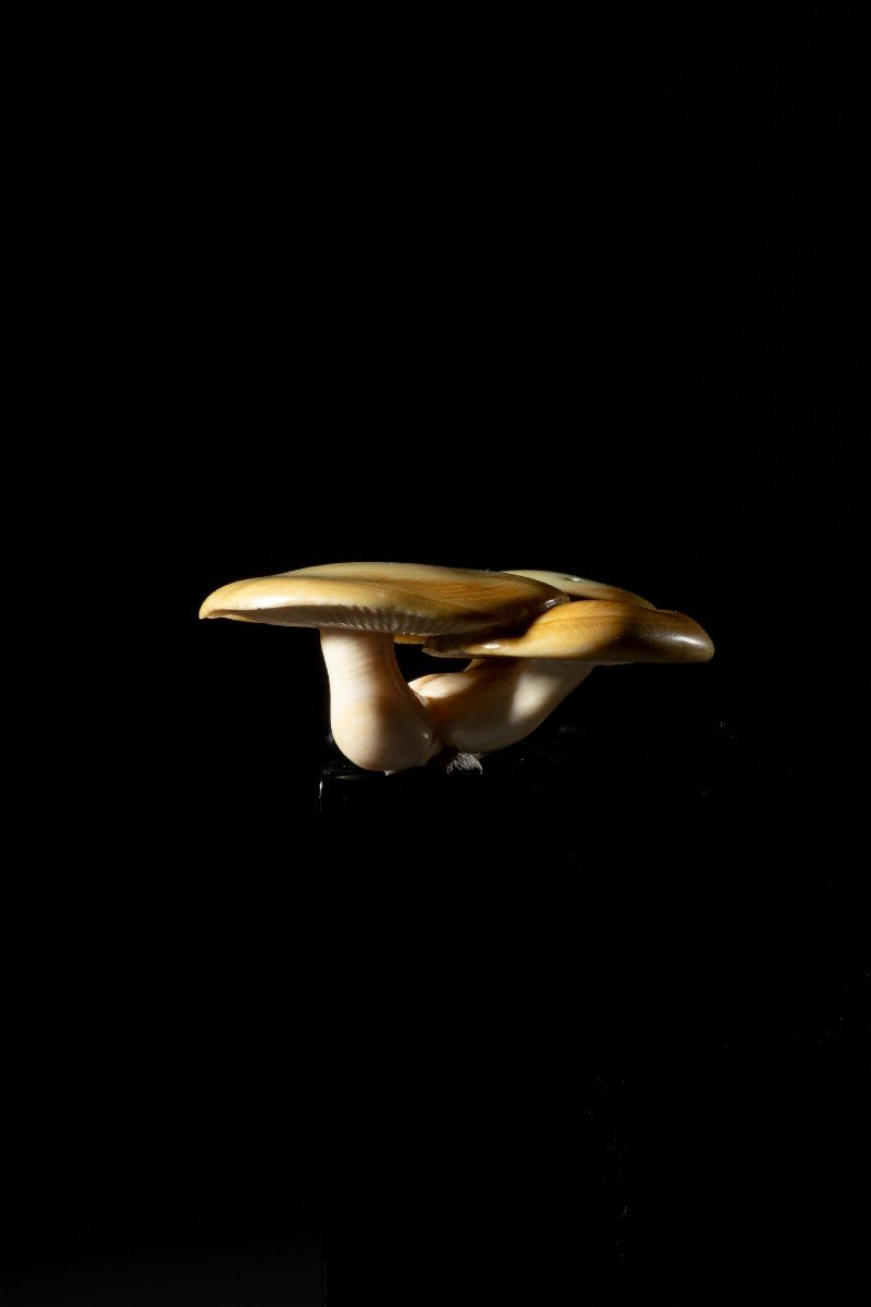 Mushrooms-photo-3