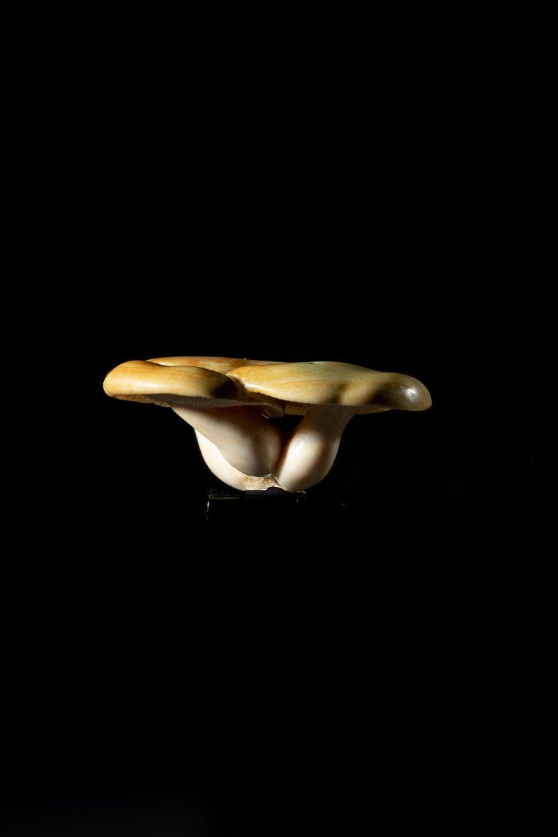 Mushrooms-photo-4