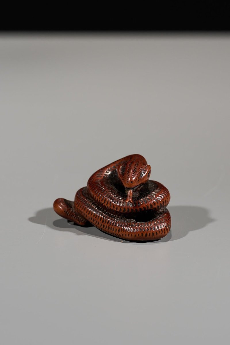 Netsuke En Buis Figurant Un Serpent Enroulé-photo-2