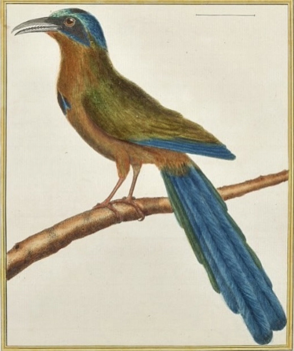 Assiette ornithologique en porcelaine de Nast-photo-3