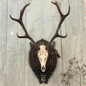 Large Hunting Trophy Late 19th Century Stag