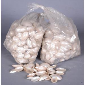 Old Batch Of Shells - 8kg