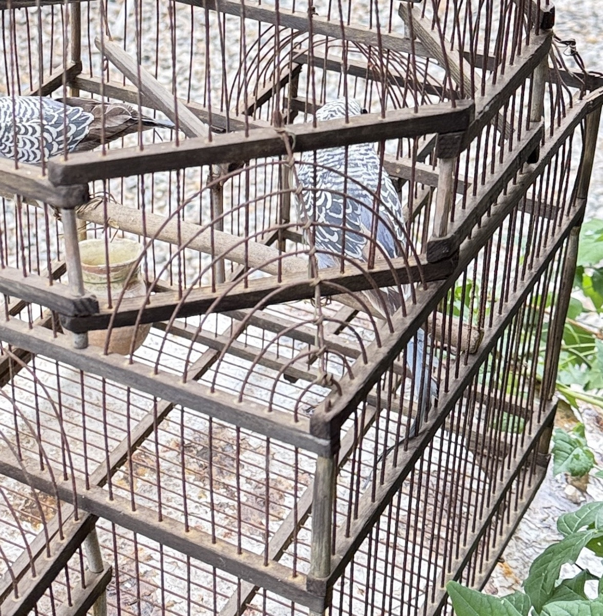 Cage à oiseaux en fer et bois, XIXᵉ siècle -photo-3