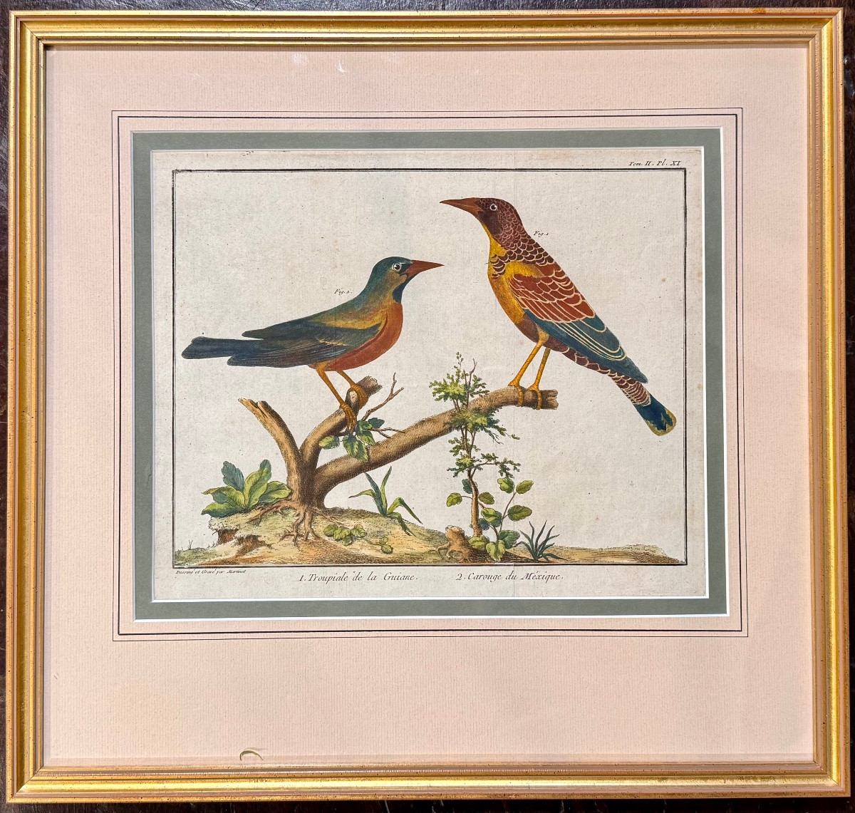 Triptyque de gravures aquarellées d'oiseaux par François-Nicolas Martinet (XVIIIe siècle) –-photo-2