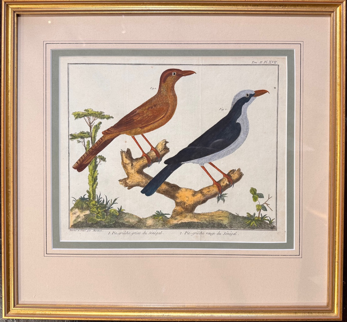 Triptyque de gravures aquarellées d'oiseaux par François-Nicolas Martinet (XVIIIe siècle) –-photo-3
