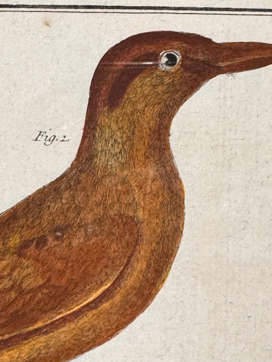 Triptyque de gravures aquarellées d'oiseaux par François-Nicolas Martinet (XVIIIe siècle) –-photo-4