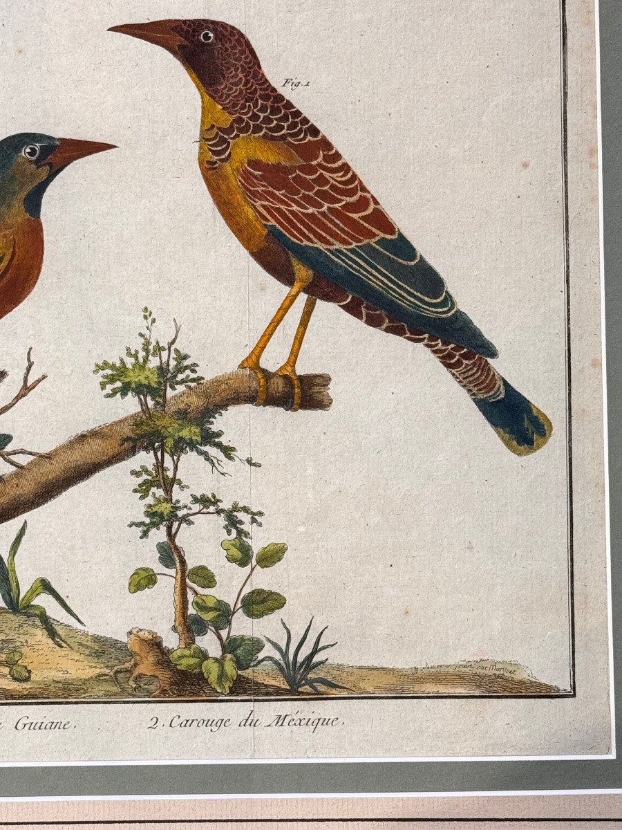 Triptyque de gravures aquarellées d'oiseaux par François-Nicolas Martinet (XVIIIe siècle) –-photo-5
