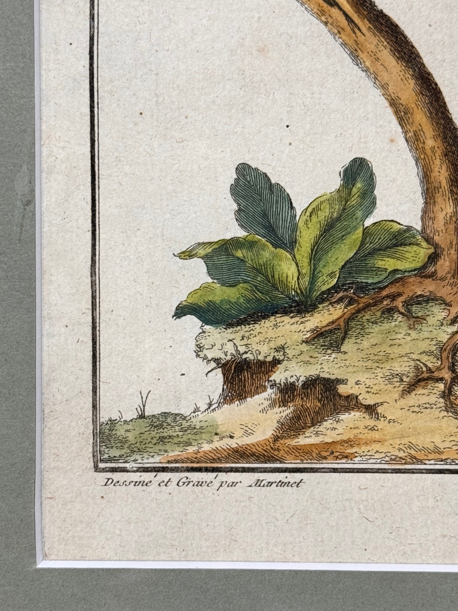 Triptyque de gravures aquarellées d'oiseaux par François-Nicolas Martinet (XVIIIe siècle) –-photo-6