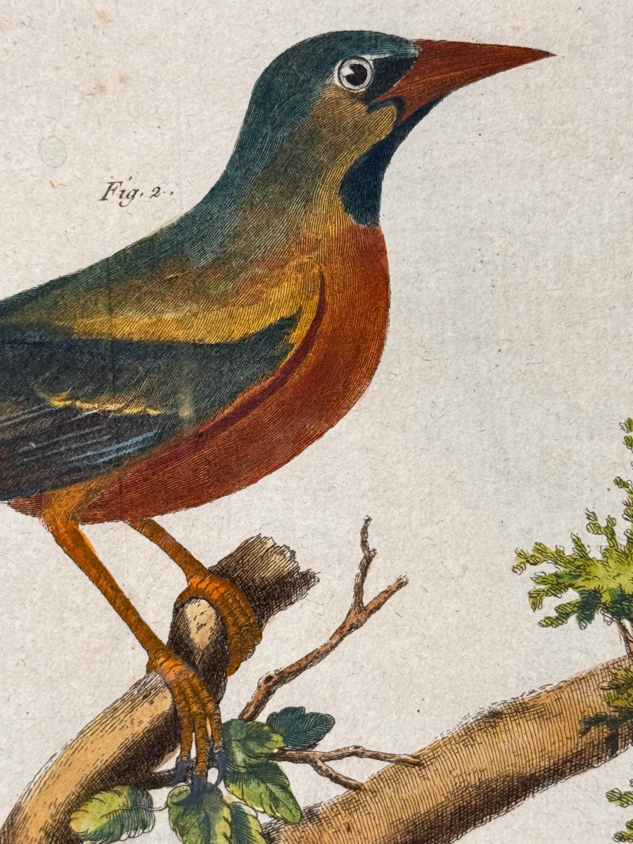 Triptyque de gravures aquarellées d'oiseaux par François-Nicolas Martinet (XVIIIe siècle) –-photo-7