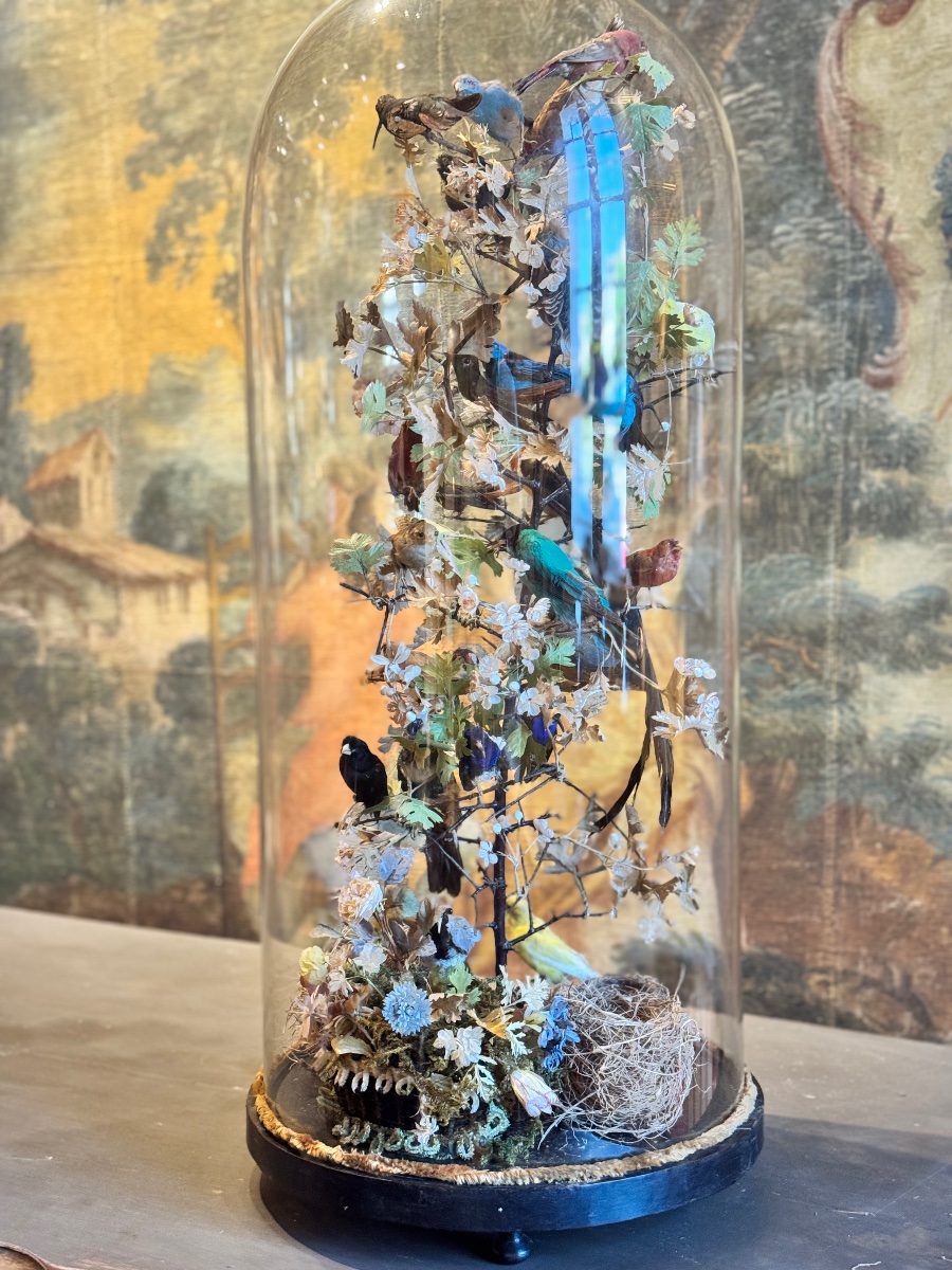 globe de curiosités aux 25 oiseaux naturalisés sous verre – Cabinet de curiosités, XIXᵉ 