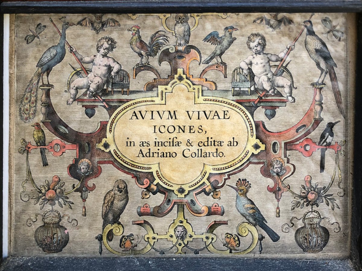 15 Framed Etchings And Cover Page From Adriaan Collaert's Ornithology Treaty-photo-2
