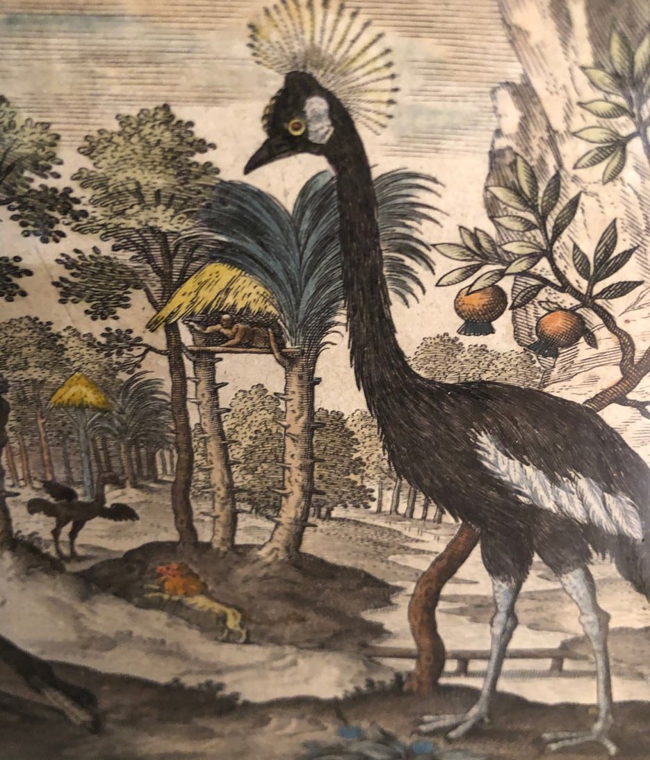 15 Framed Etchings And Cover Page From Adriaan Collaert's Ornithology Treaty-photo-8