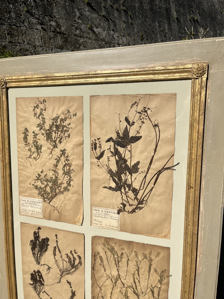 Herbier -photo-2