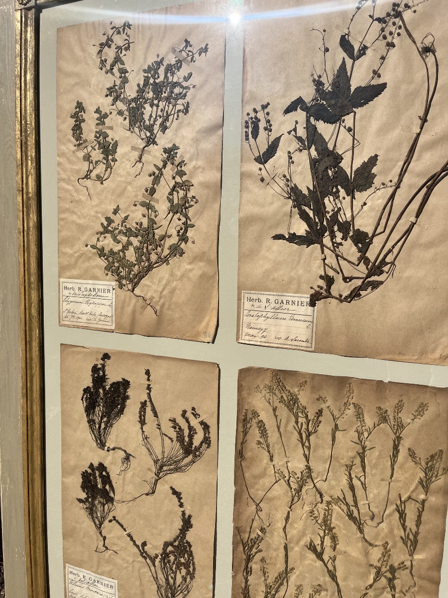 Herbier -photo-3
