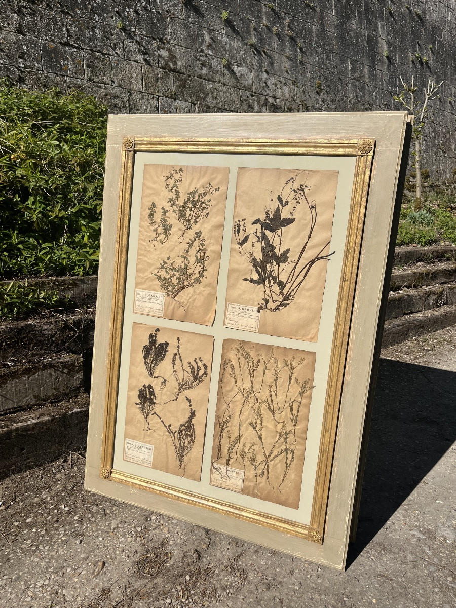 Herbier 