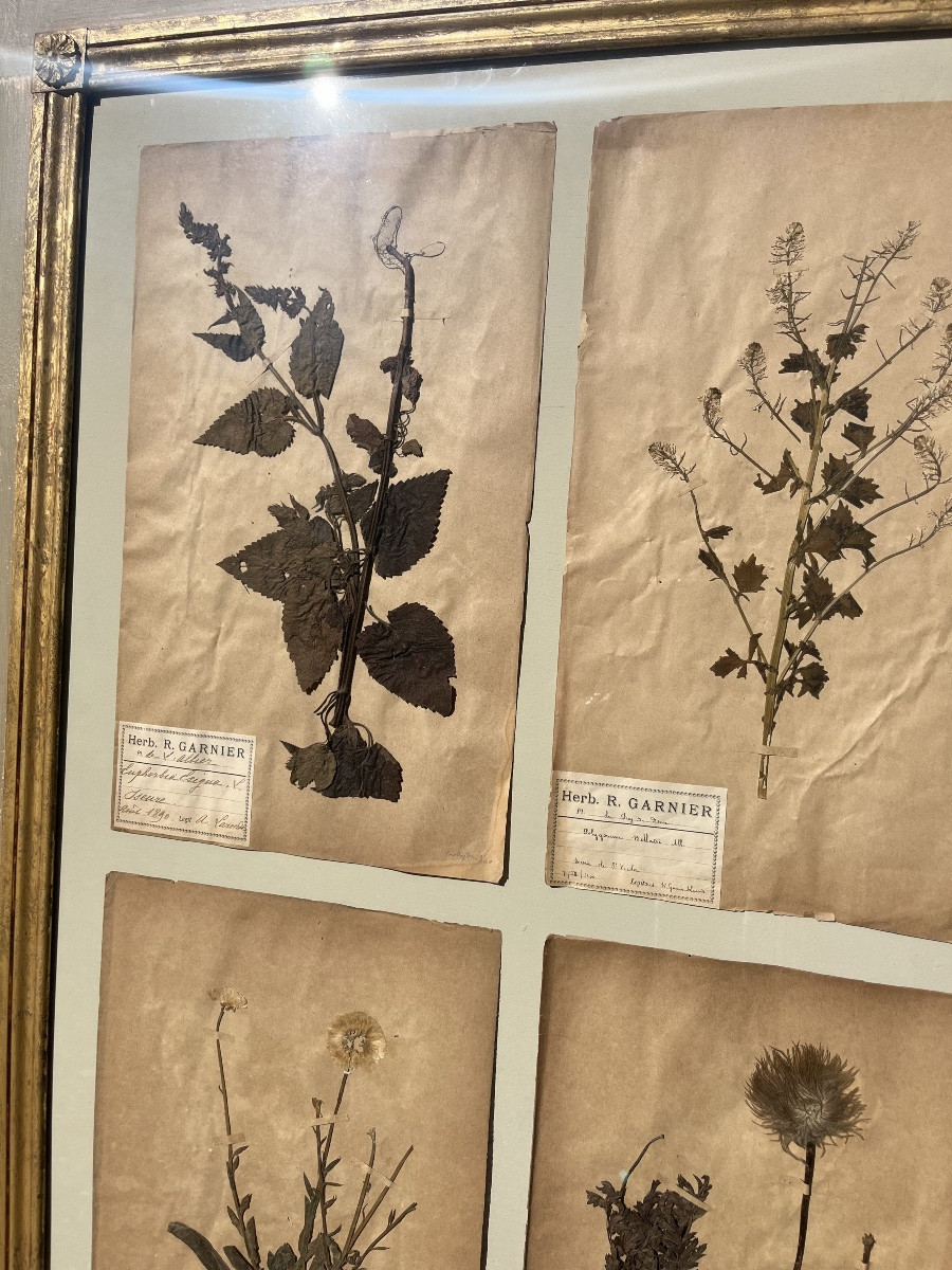 Herbarium-photo-2
