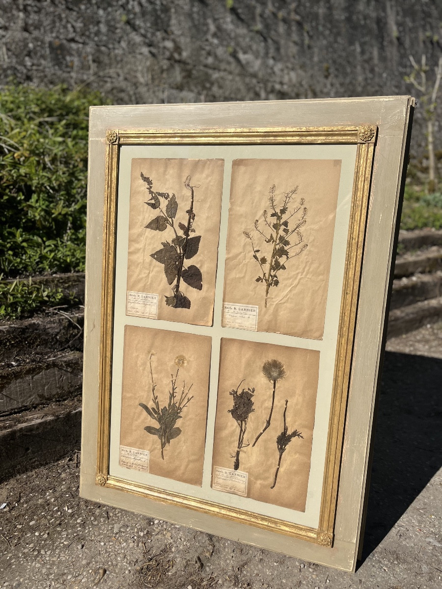Herbarium
