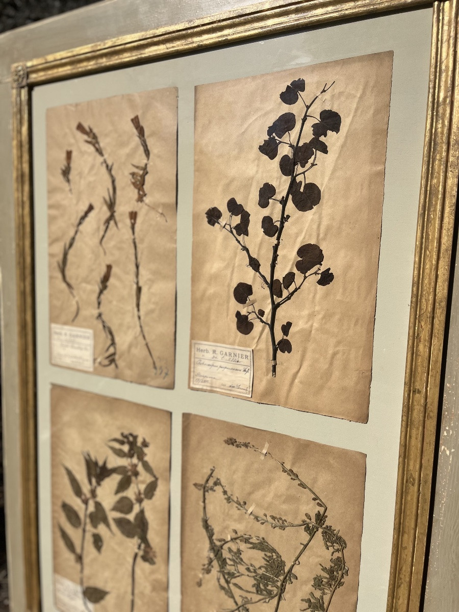 Herbier -photo-2