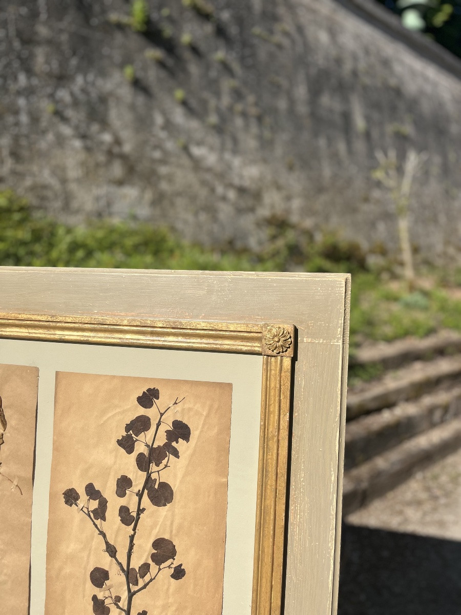 Herbier -photo-3